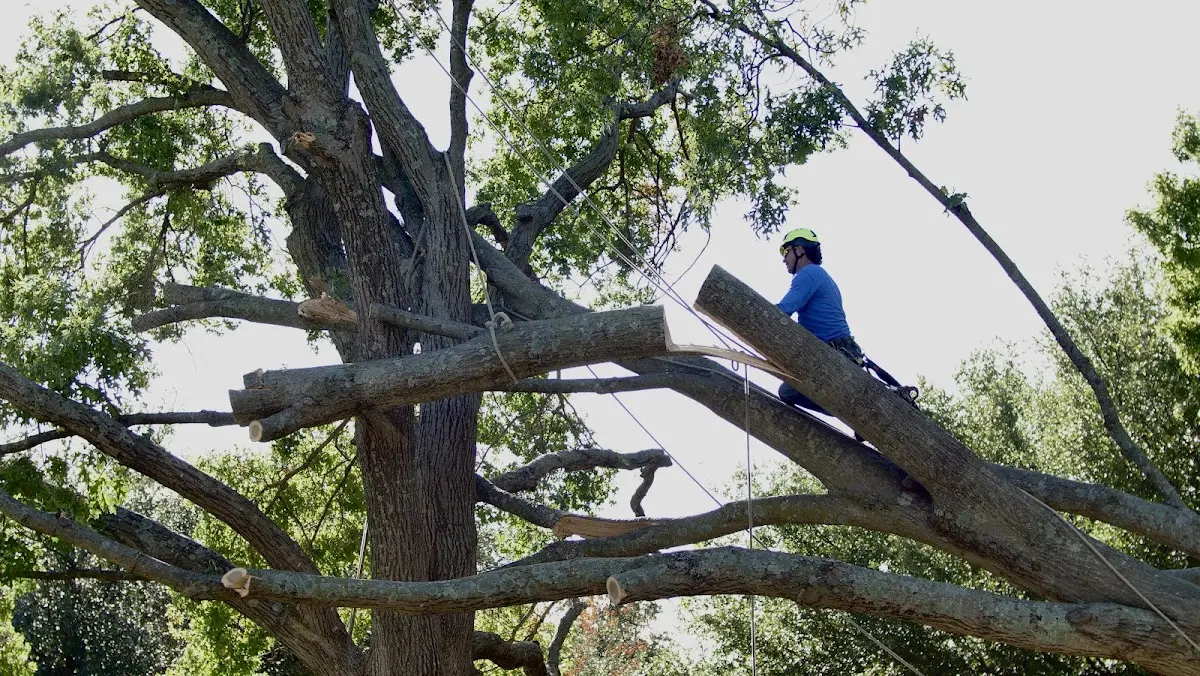 Professional Crown Thinning performed by certified arborists in Sabillasville