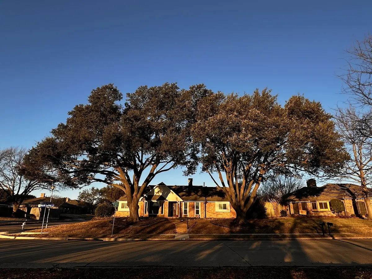 Established residential canopy tree shading a home in Sabillasville